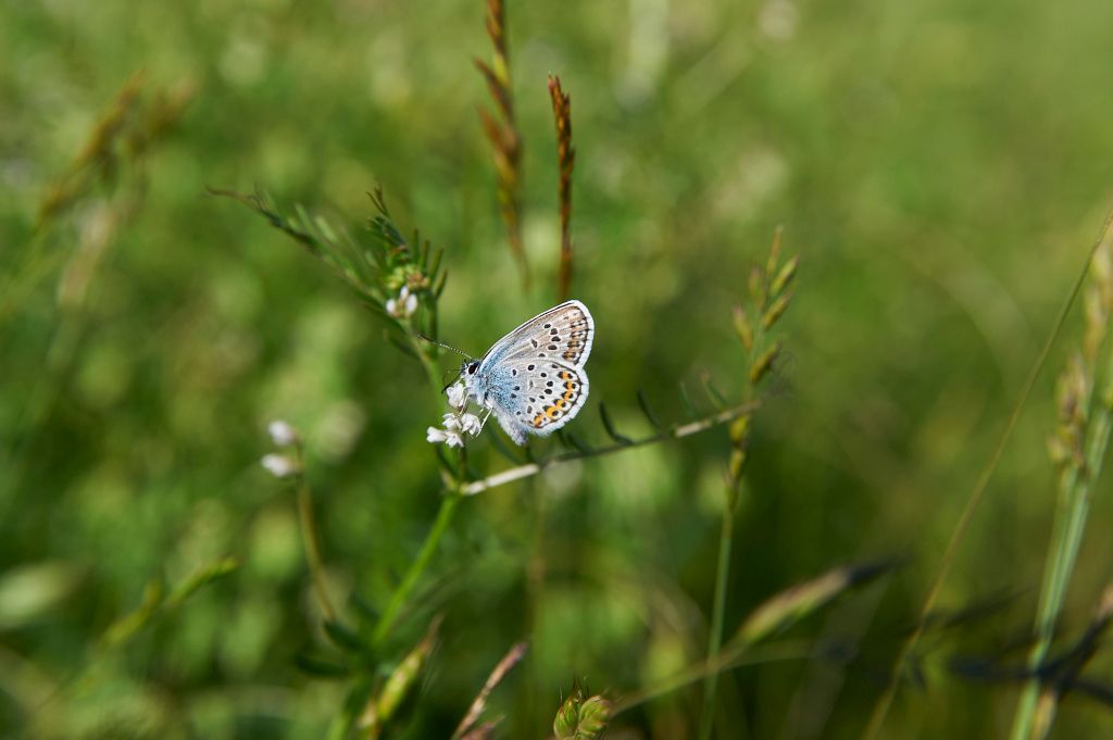GetBizDone's tweet image. Podařilo se nám odevzdat a začít realizovat úspěšný projekt Rozkvetlé louky.
Jedná se o ekologický projekt, kde se více než 20 obcí rozhodlo, že na svých katastrech budou zlepšovat druhovou pestrost a budou správně pečovat o travní a luční porosty.