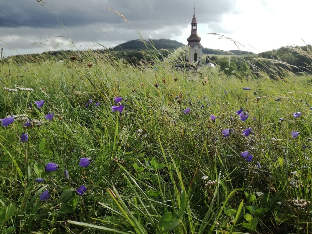 GetBizDone's tweet image. Podařilo se nám odevzdat a začít realizovat úspěšný projekt Rozkvetlé louky.
Jedná se o ekologický projekt, kde se více než 20 obcí rozhodlo, že na svých katastrech budou zlepšovat druhovou pestrost a budou správně pečovat o travní a luční porosty.