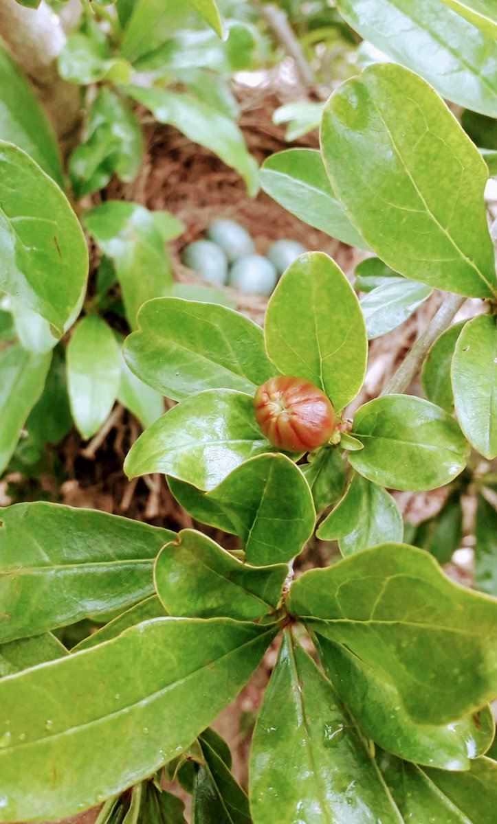 PrecimedP's tweet photo. Any guess for this flower? 
And what about the eggs on the nest?
What will be before, the chicks or the fruits?
Happy to have these nice guests in our pilot farm at CEBAS-CSIC https://t.co/ROobTcClMo