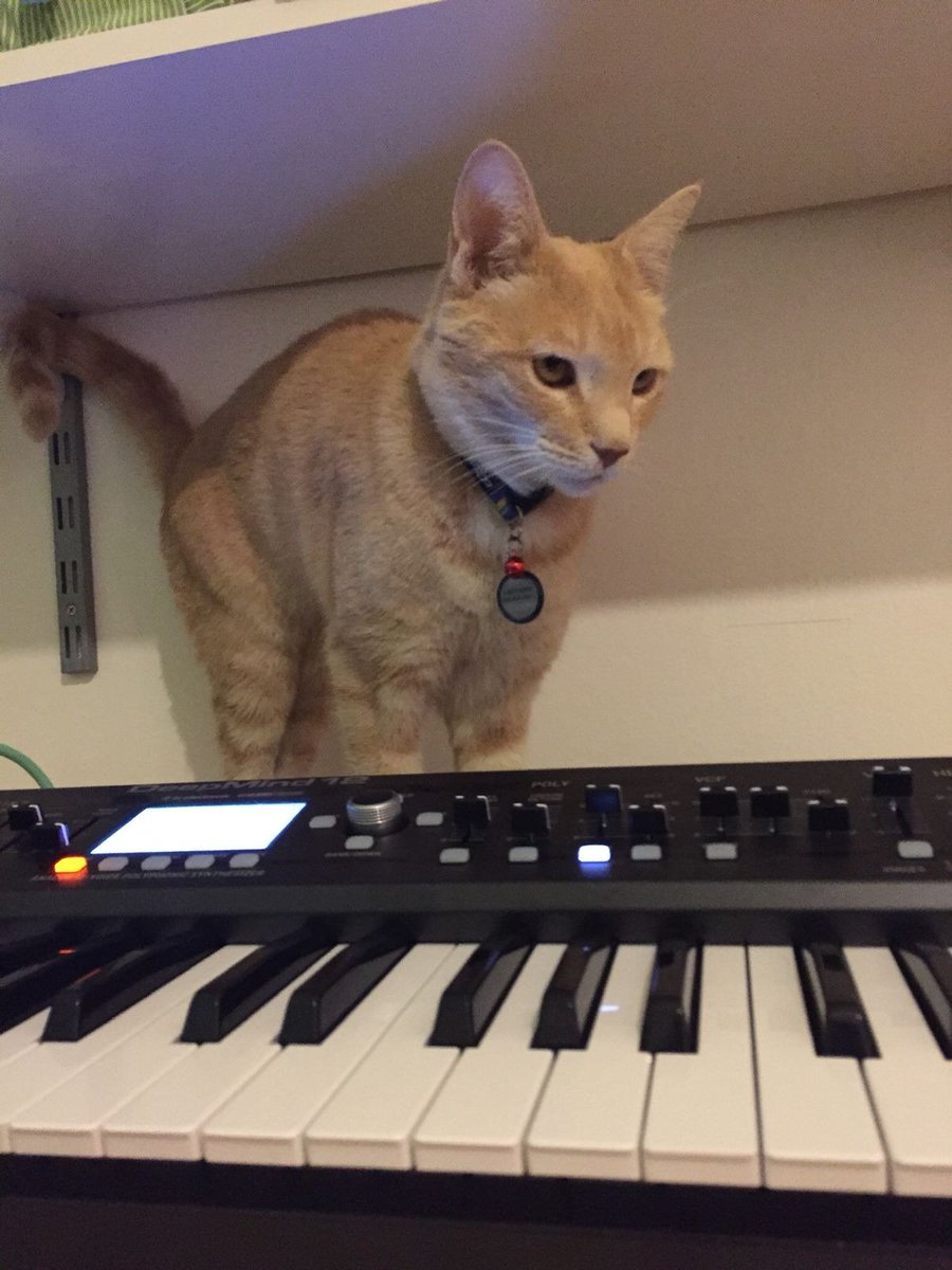 Cape Town friends! Please keep an eye &amp; ear out for our dear Earthling JJ Catingsworth🐱. He's been missing since Sunday, likely bewildered by the awful fires.

💖All details on poster
🌈Please share!

🐈Last seen in #Mowbray. Could be in #Observatory, #Rondebosch or surrounds.