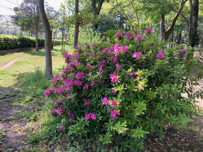 都立蘆花恒春園 Parksroka 21年04月 Twilog