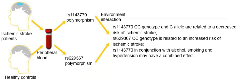 STMPUB's tweet photo. #NRR [Research Article] Genetic polymorphisms in pri-let-7a-2 are associated with ischemic stroke risk in a Chinese Han population from Liaoning, China: a case-control study
#stroke #geneticpolymorphism #regionalpopulation #microRNA

https://t.co/11SB1vFoW5 https://t.co/RXshtcJtCF