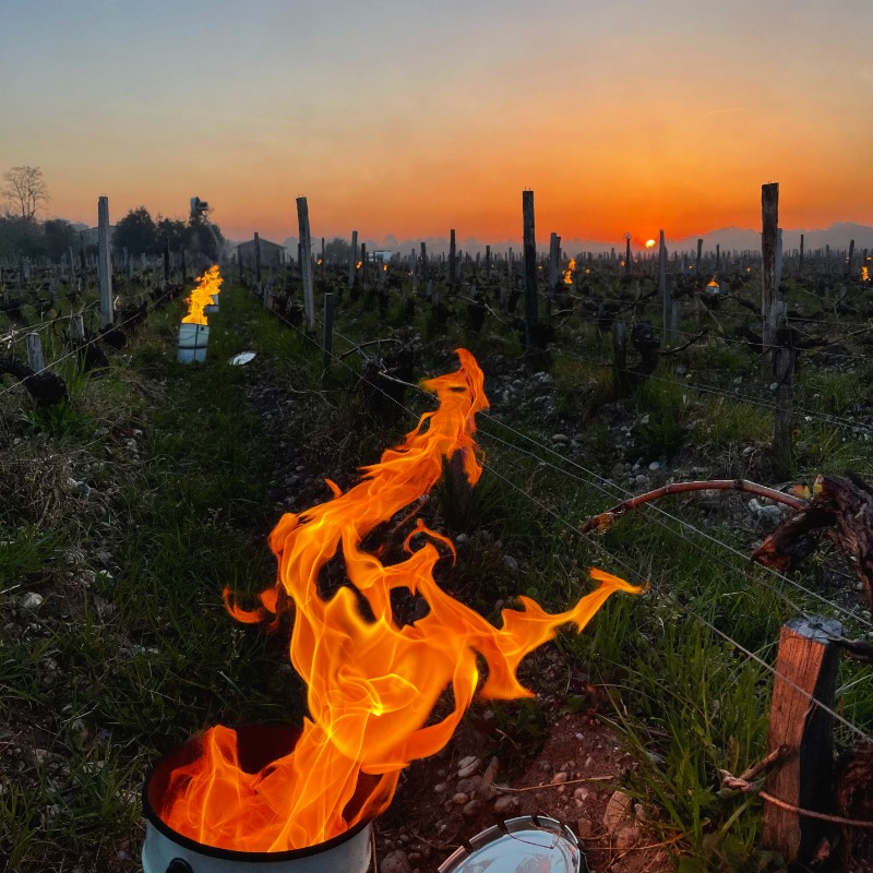 EnomotionWine's tweet photo. The battle continues...🔥
This is one of the worst years on record for spring frost, and winegrowers across Europe, and especially in France, are fighting hard to protect their vines. 🙏
#enomotionwineclub #frostprotection

📷 Bordeaux, France. Credit: Enomotion Wine Club https://t.co/0Te4VysOq6