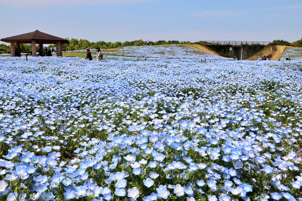 海の中道海浜公園 1万本のネモフィラ 満開 です ネモフィラを下から撮影すると 光に透かされた花びらが 空に溶けるようでとてもきれいです 花畑は立ち入り禁止です 撮影日 4月日 海の中道海浜公園 お出かけスポット 福岡市 Fukuoka