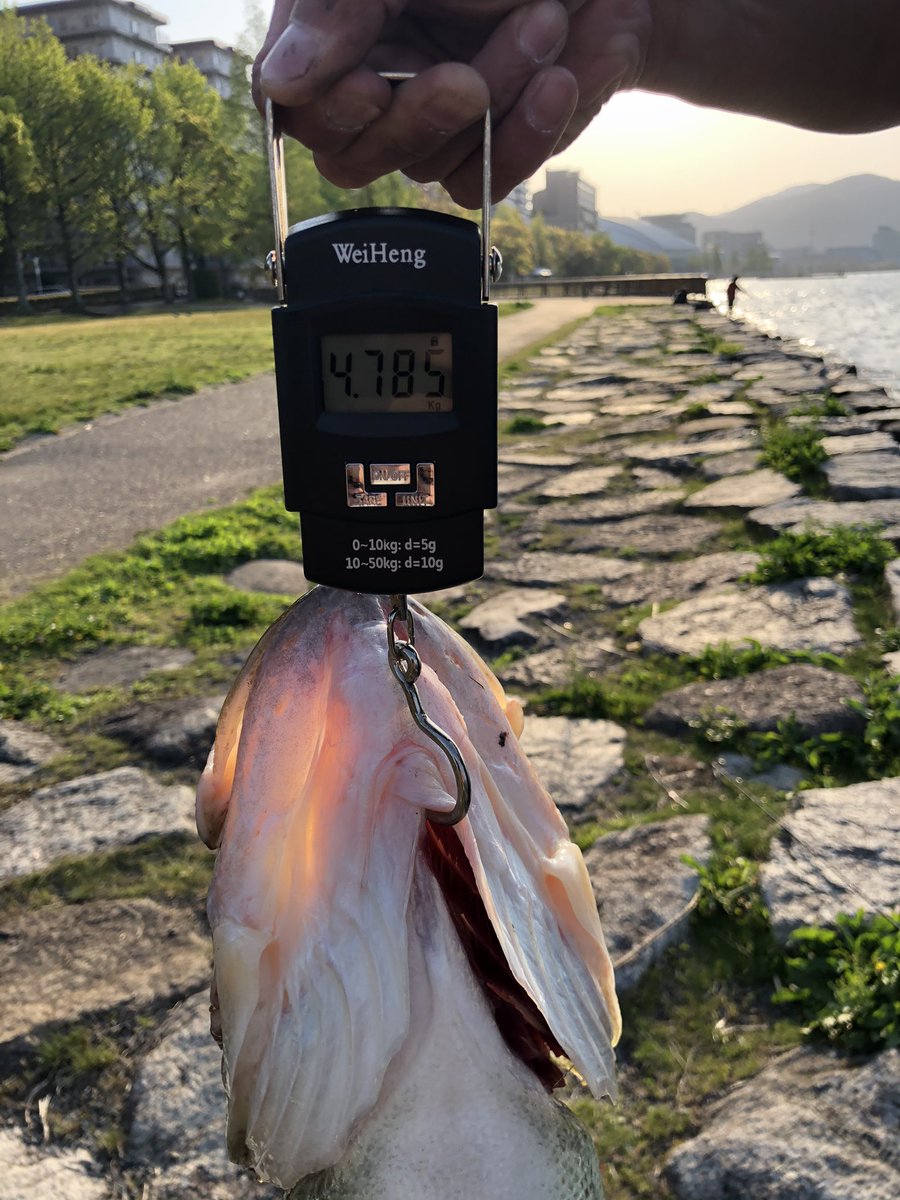 spawn2002's tweet image. 久しぶりの琵琶湖で釣れました！
エビシャッド最高w

#エビシャッド 
#87xx
#三又ヘビキャロ