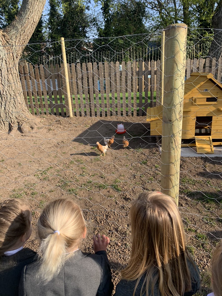 NWheatleyFS1's tweet photo. The chicks first day in their coop , still waiting to be named #nameourchickcomp #inittowinit https://t.co/0PmGje4A4B