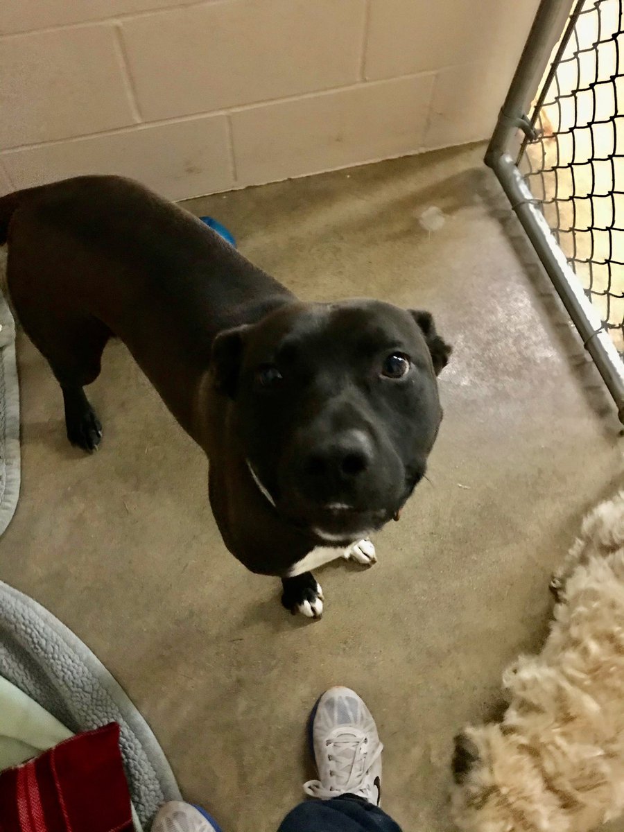 ARF_Muncie (@arfmuncie) on Twitter photo Everyone meet Bodie (first picture) and Gus (second picture)! Bodie is around 6 years old and Gus is about 1 1/2. These two are a bonded pair and need to be adopted together! They would make a great addition to a loving family! Please email dogs@munciearf.com if interested! Everyone meet Bodie (first picture) and Gus (second picture)! Bodie is around 6 years old and Gus is about 1 1/2. These two are a bonded pair and need to be adopted together! They would make a great addition to a loving family! Please email dogs@munciearf.com if interested!