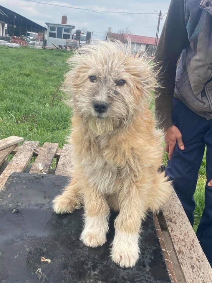 Ruff Start Rescue UK 🇷🇴🐾🇬🇧 tweet media