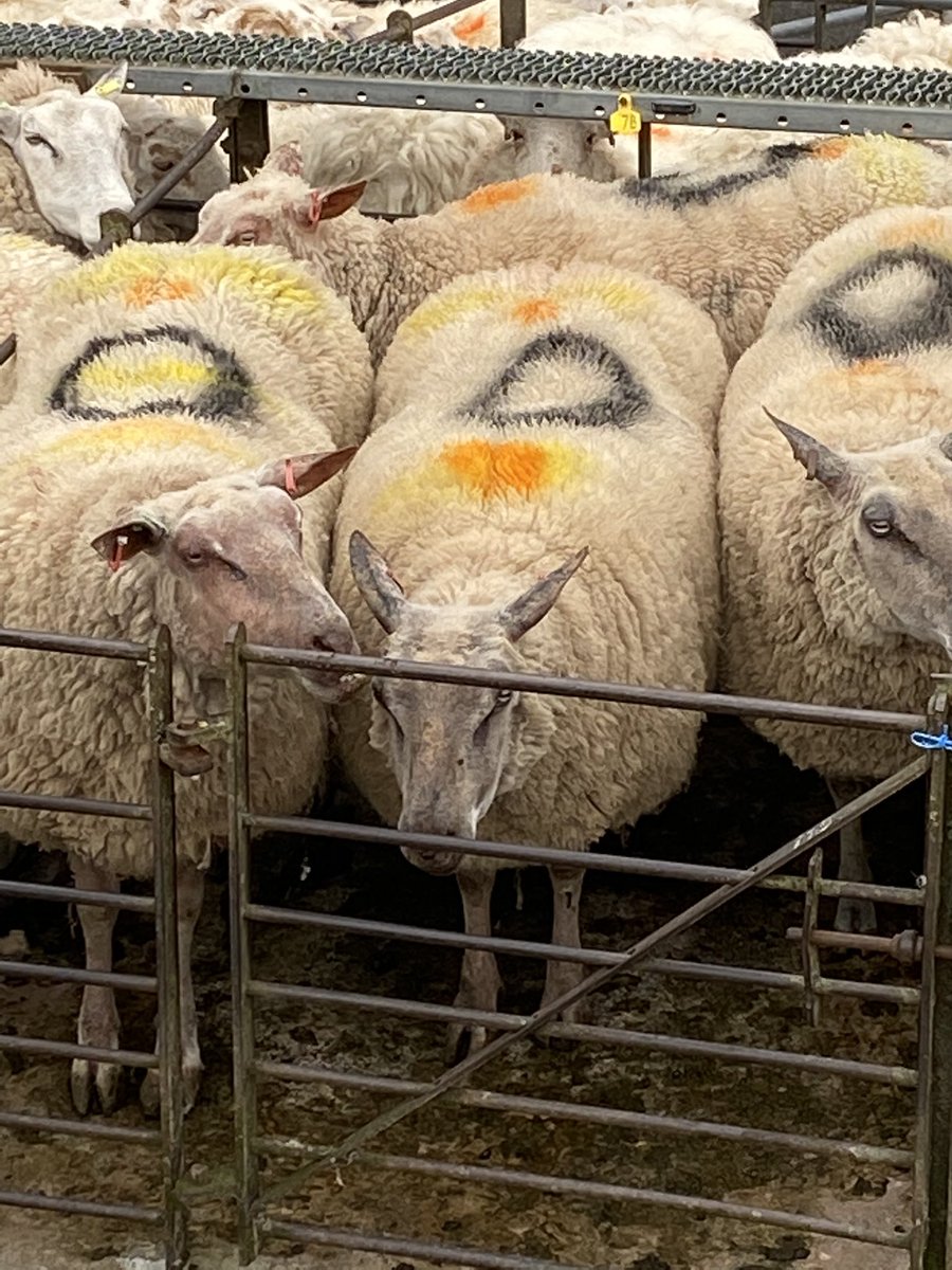 Hen foge i £170 heddiw yn Mart Llanrwst !!!!