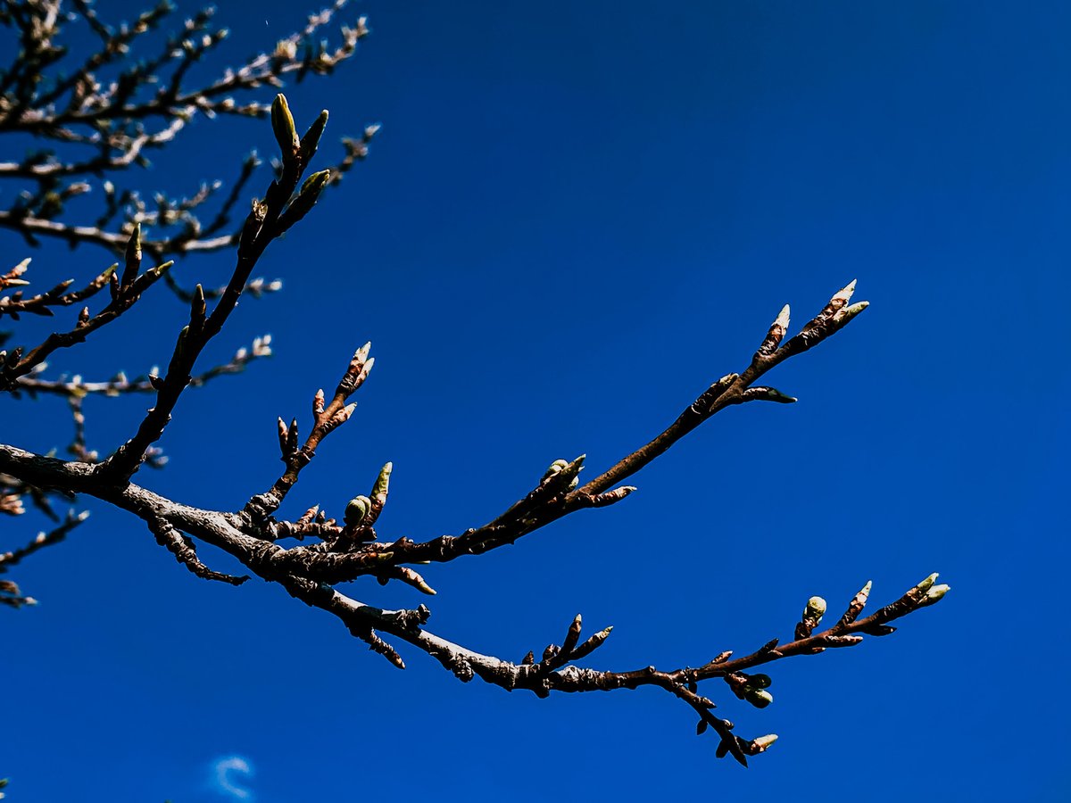 royfocke's tweet photo. Spring. Finally. 

#kleinmoelsenerphotoschule

#iphonography #shotoniphone #rofopho #spring #frühling #fruehling #wirdjaauchmalzeit https://t.co/ttEWw3k2d4