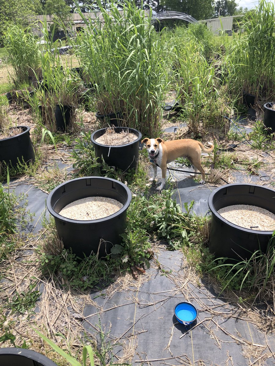 Jamie_Phelps123's tweet photo. brought ritz out to our planting site for the first time he was very hands on at first then took up a supervisory role #dogsofscience https://t.co/P1yTXVa6RB