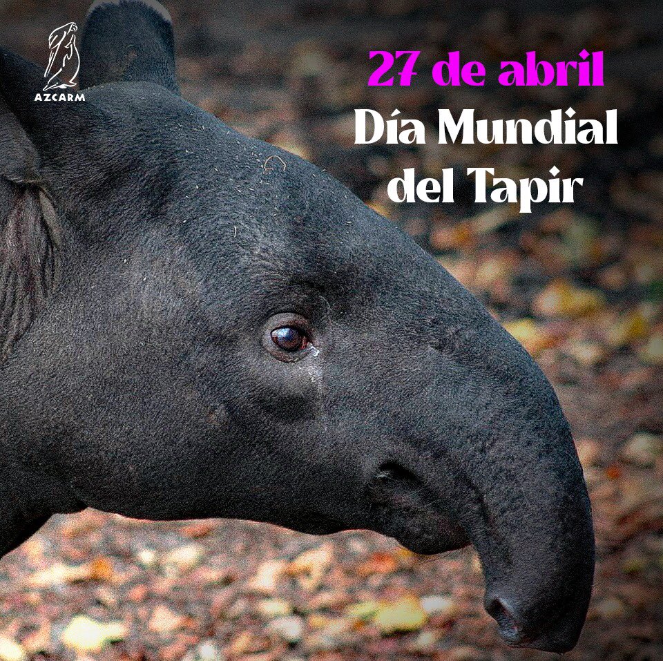 El tapir es el mamífero más grande de Sudamérica está en peligro de extinción. Se estima que su área de distribución se redujo en un 50%
Es el “arquitecto del bosque” porque es uno de los principales dispersadores de semillas indispensables para el ecosistema.
#DíaMundialdelTapir