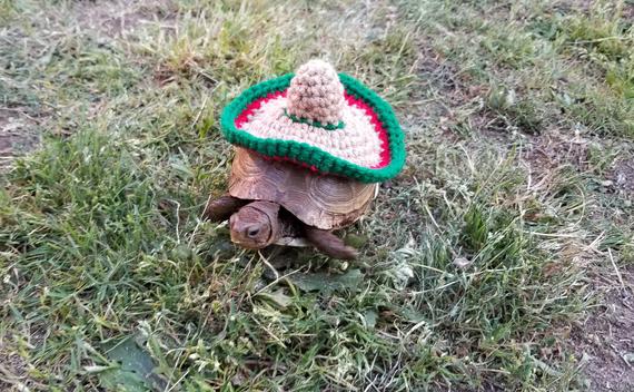 Navi67153074's tweet photo. Live action tito turtle. #willyswonderland #titoturtle https://t.co/lgVzXj9tAg