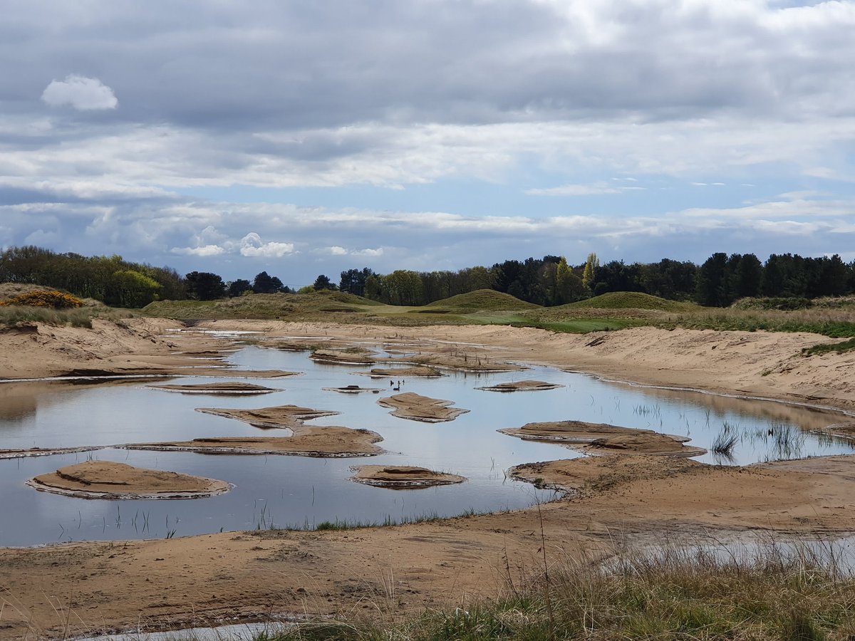 Common lizard spotted today running round its new playground <a href="/Hillside_GC/">Hillside Golf Club</a> created this winter in conjunction with <a href="/NaturalEngland/">Natural England</a> <a href="/golfarchitects/">Mackenzie & Ebert</a> <a href="/GolfHml/">Clearwater Group.</a> great to see the club improving its SSSi stewardship with it new dune slack