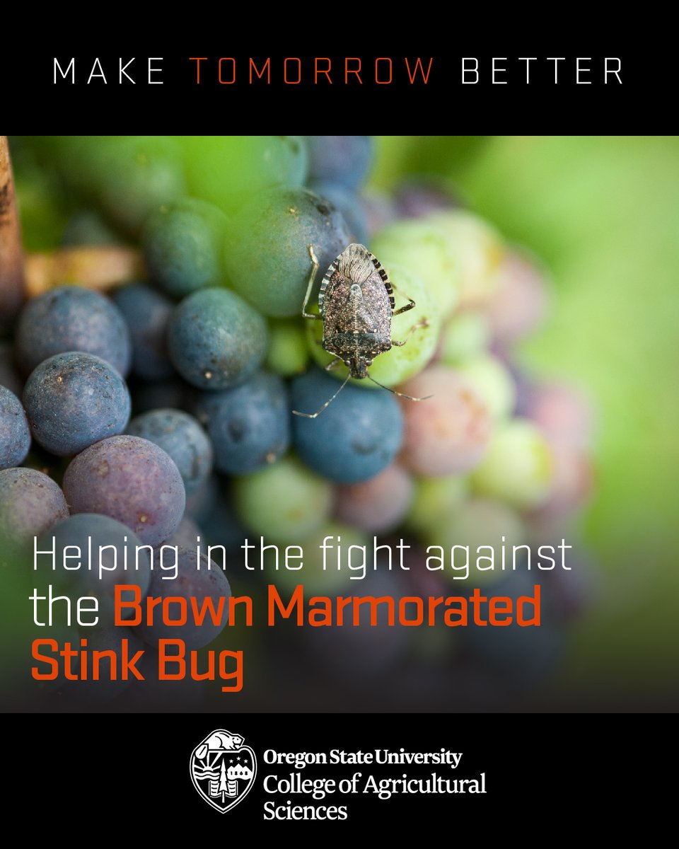 OSUAgSci's tweet image. With a website, ID tutorials, and a possible non-pesticide solution, OSU researchers take the fight to the well-known crop pest: the brown marmorated stink bug.

@OregonStateGR @BeaverCaucus @ORagriculture  @OreFarmBureau #OSUImpact
For more 🍒 🍇 👀 --&amp;gt; beav.es/ZLm