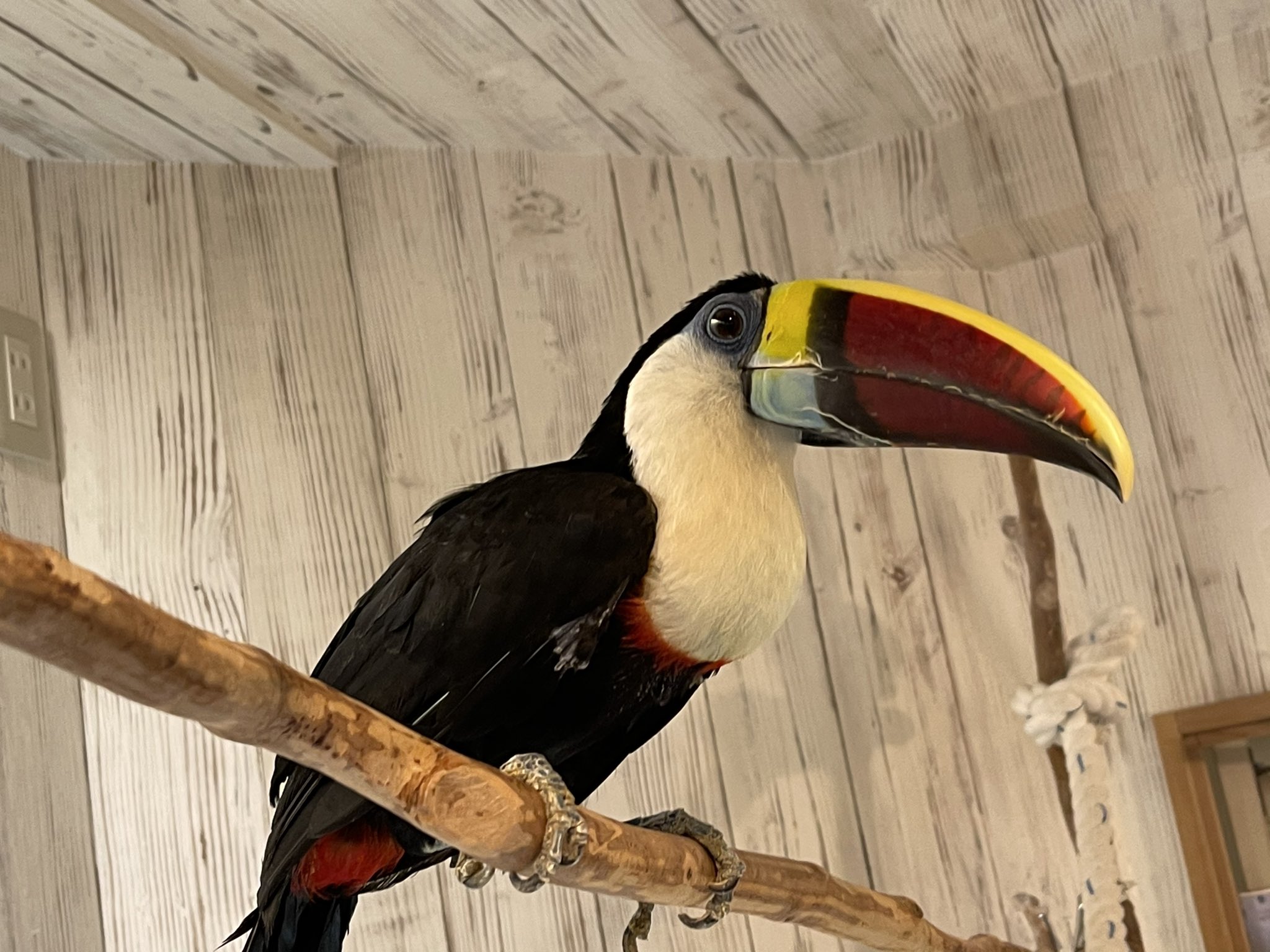 Animalcafe Fuleca シロムネオオハシ の レイン アニマルカフェ 大阪福島 インコ 鳥 とり トリ 鳥類 シロムネ オオハシ コロナ対策 フレカ Fuleca エキゾチックアニマル レイン T Co V29waat2eq Twitter