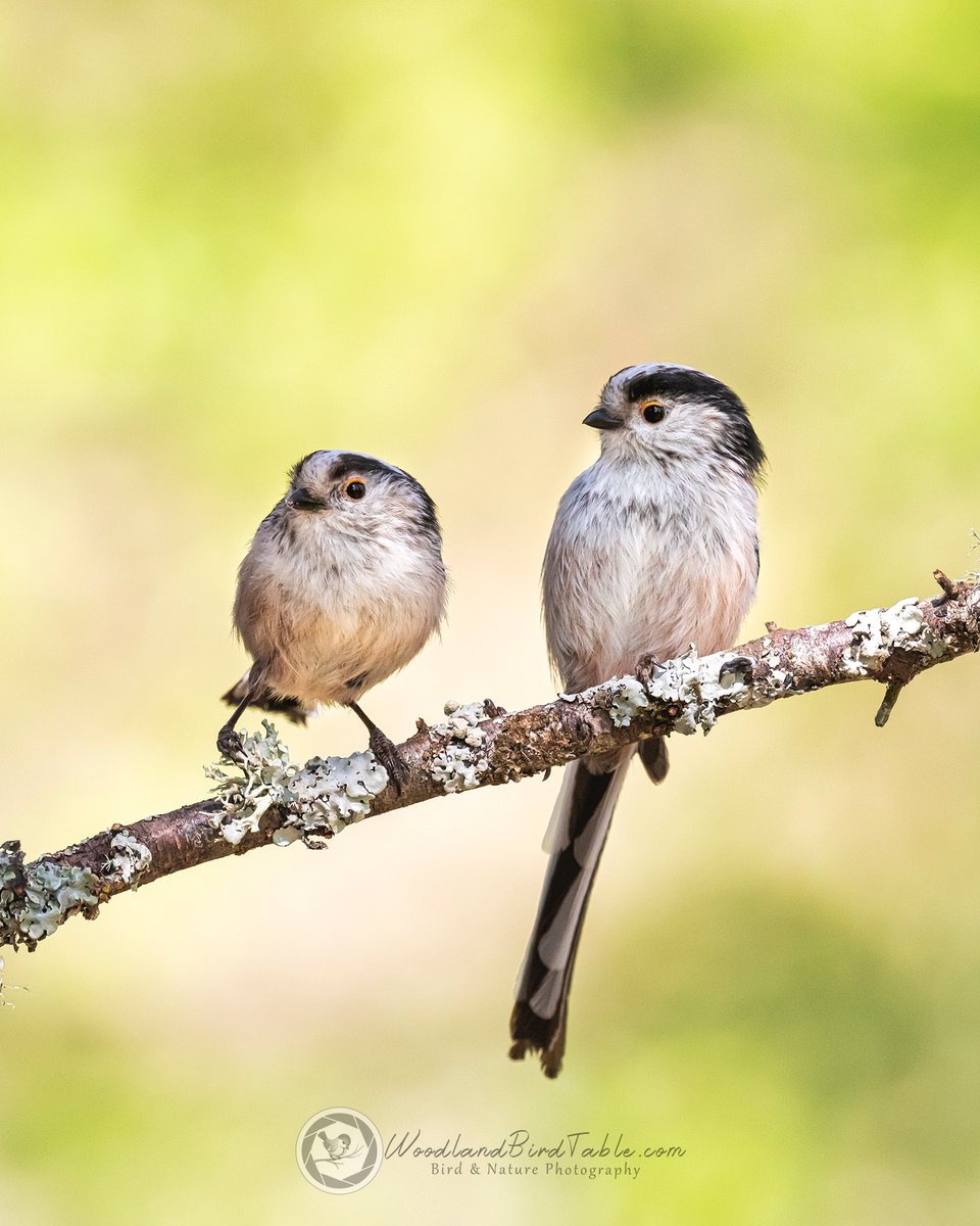 Just the two of us - #LongtailedTits #BBCWildlifePOTD #Nature #BirdPhotography #Birds #WildlifePhotography @NatureUK @WildlifeMag @iNatureUK @Wildlife_UK @BirdWatchingMag @Britnatureguide @BBCCountryfile woodlandbirdtable.com instagram/woodland_bird_table