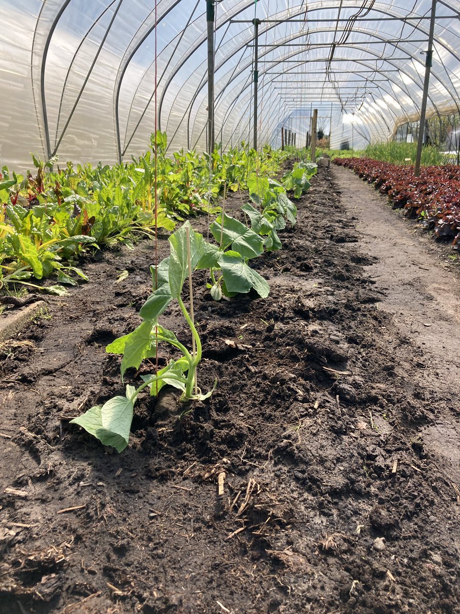 Snijbiet eruit en komkommers erin! En dat allemaal op een dag. Het duurt nog een paar weken voordat we de mini komkommers kunnen oogsten. #biologisch #groenten #moestuin #komkommer