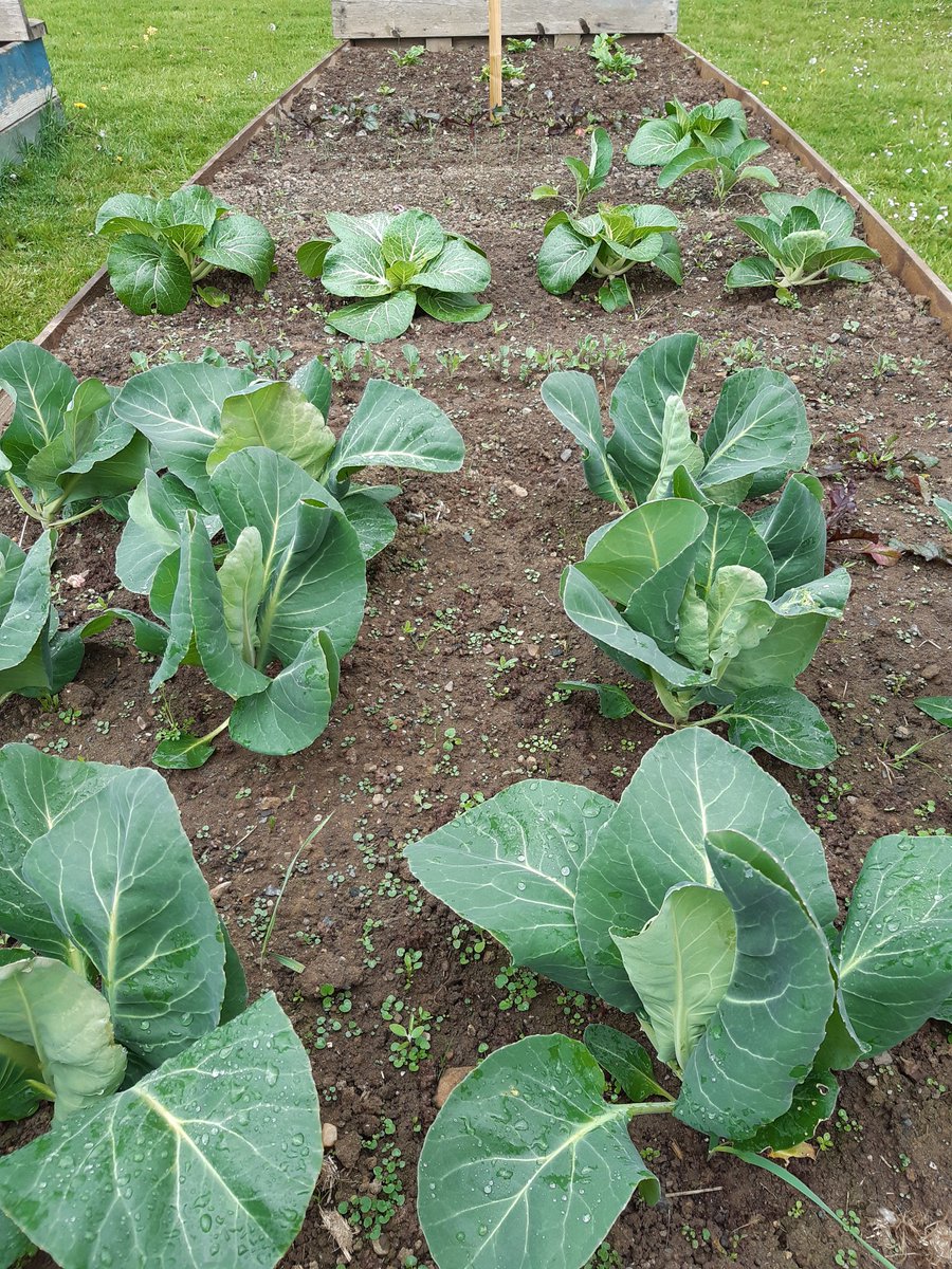 KKSOF's tweet photo. The garden enjoying a drop of rain today #foodgarden #gyo https://t.co/66BXWhFdQA