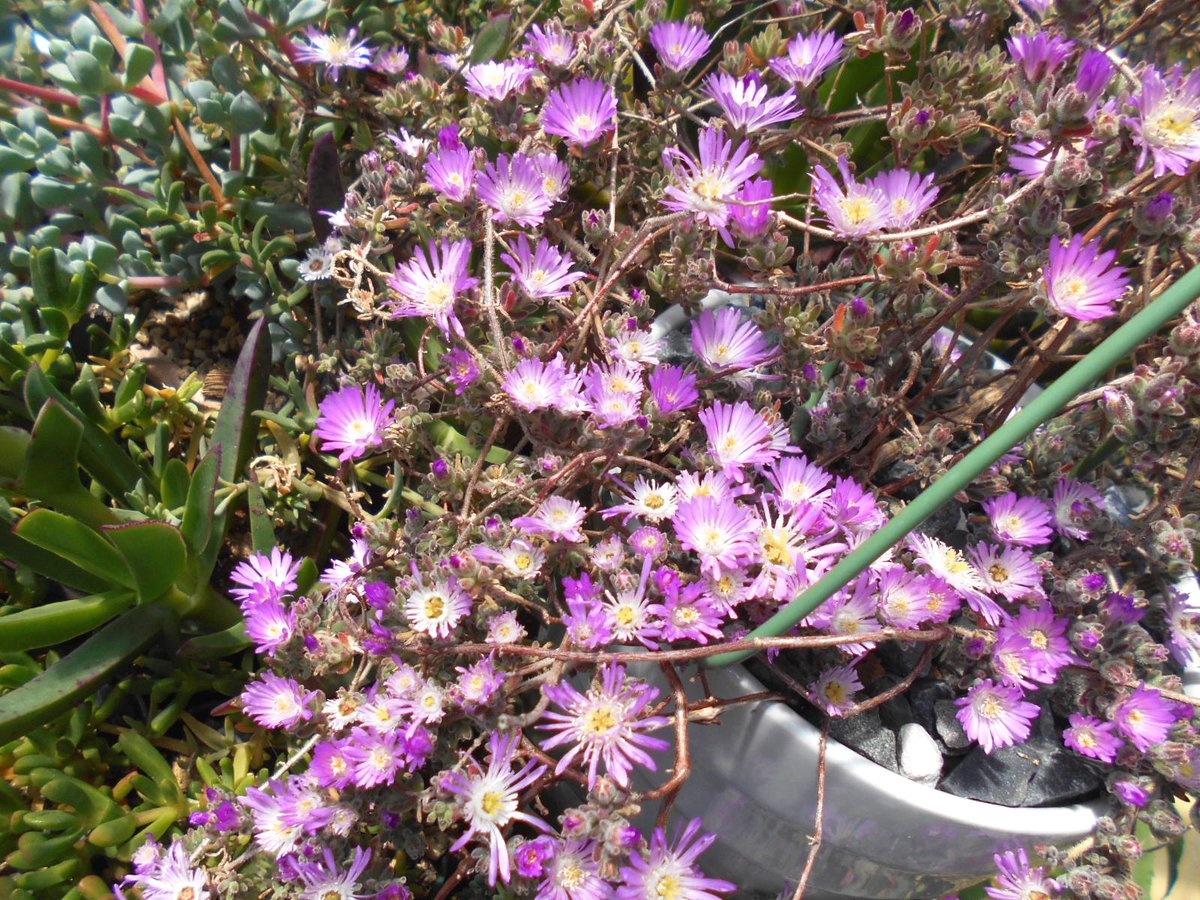 だいぶ涼しい？寒い？が、咲く花見るにやはり4月もオワリ．

薄ぴんく花な晩春咲きメセンちゃんら