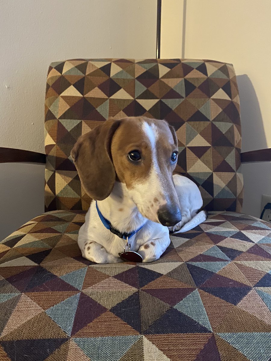 plumdaddy8's tweet photo. ROCK DOG IS 1 TODAY!!!!!! https://t.co/QcjBek4Amn