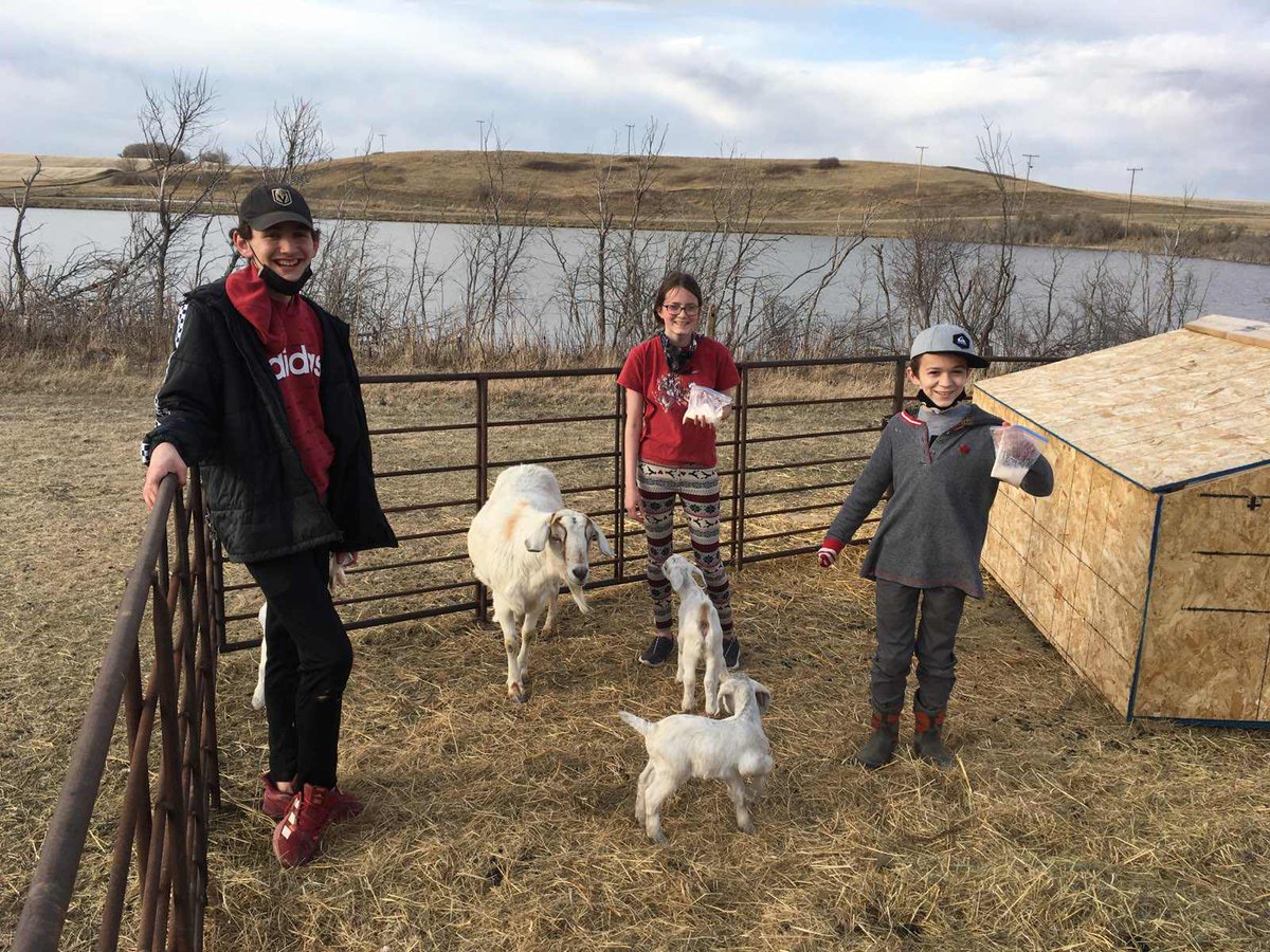 Week 2 <a href="/scoutscanada/">Scouts Canada</a> #survivewithLes challenge-Beavers built a dam, Cubs built lean-to lairs and Scouts built shelters. Extension from Week 1, Scouts made goat milk ice cream.
