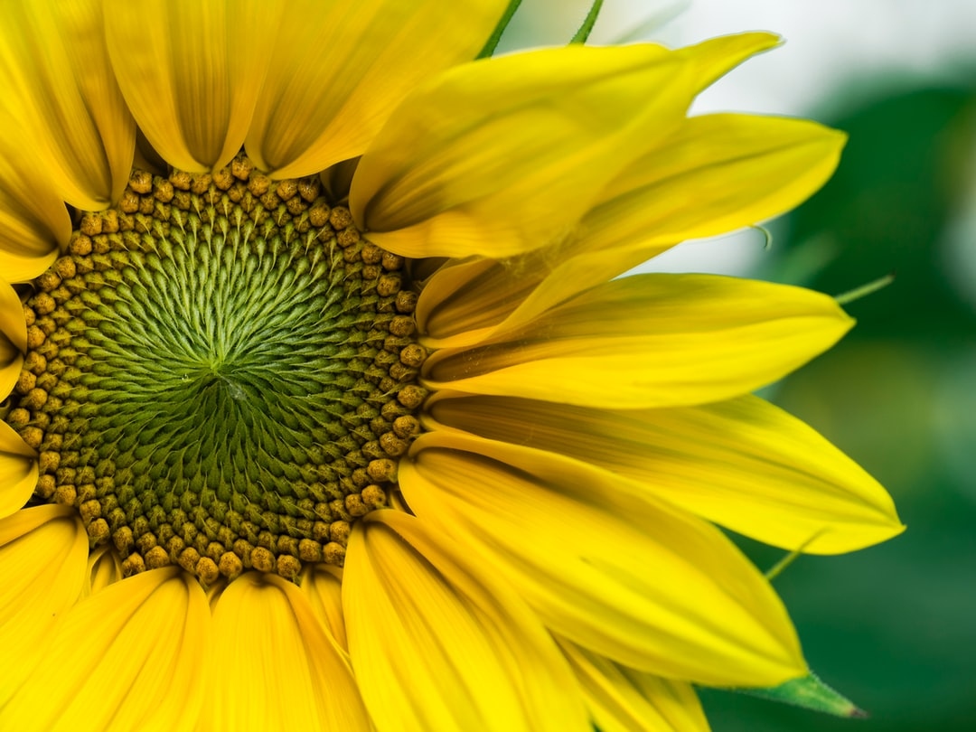 ShopLloydCenter's tweet photo. "When I first saw you, I knew instantly that I wouldn’t have to continue my search to find a home for my heart. You are the walls, the beams, the roof above my head that sits proud and strong." 🌻 
@poetryproject08 @millsmc07⁠
#thepoetryproject 

📸 Photo by Aaron Burden https://t.co/xP48kCn4AG