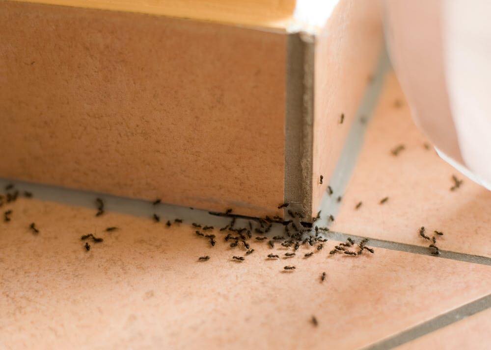 Hillbans offer a range of #pestcontrol services for businesses, including #hotels #cafes #restruants #shops and #offices. We offer emergency services, as well as ongoing contracts to prevent #pest issues from arising. Call on 01983 406999 @pestmaguk