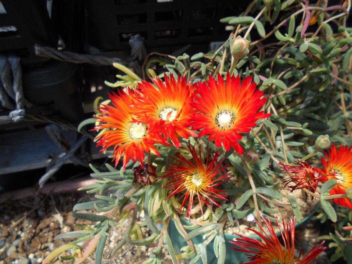 あてくし交配　Drosanthemum flammeum(オレンジ)とspeciosum(真っ赤)の交雑．初開花でした

まあ～、中間的な花でありますな、キレイよ。
4枚目はD. micans．こちらも実生後初開花でしたが欲しかったタイプではないかな…でもキレイよ。維持していきたいです