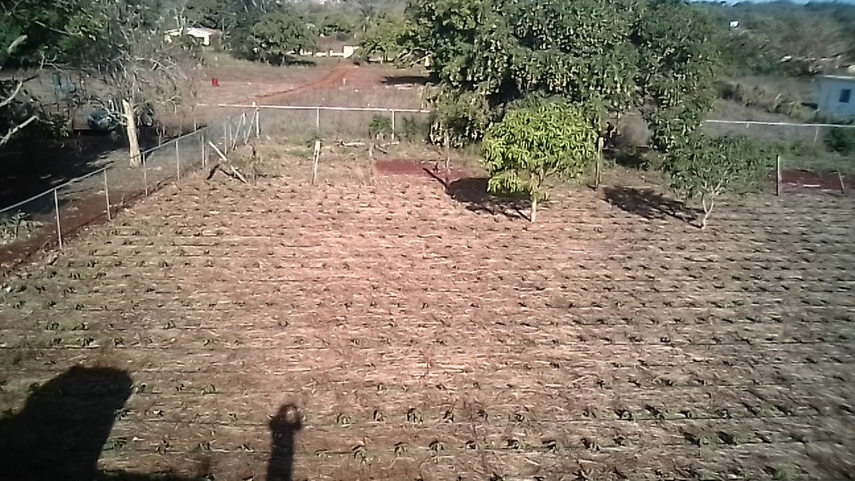 tkmsingh's tweet photo. GM from #ThreeSistersFarm - we are building catchment area to do water harvesting- giving thanks for rain 🌧 yesterday so didn’t have to hand water 💦 #ProudFarmerTrish Thank you always Orren @orrenbartley40 for assistance - Directors U are due a visit soon https://t.co/ILVHeKJPri