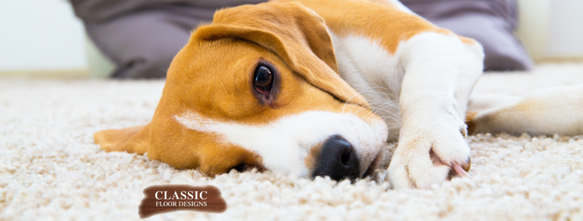 Read about which styles of carpeting are well-suited for homes with pets. buff.ly/32proOJ