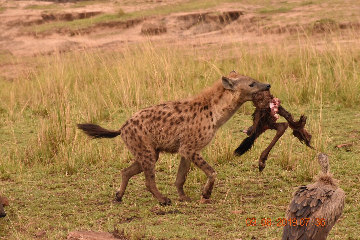 Hyena Facts About