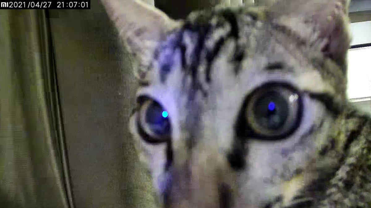 ไม่อยู่บ้านวีคนึงเลยลองซื้อกล้องวงจรปิดแบบเปิดไมค์พูดได้ไว้ส่องแมว ผลที่ได้ตอนเปิดไมค์คุยกับน้อง 5555555555555555555555 มนุดอยุ่ในนั้นหยอ เข้าไปทำไนอ่า