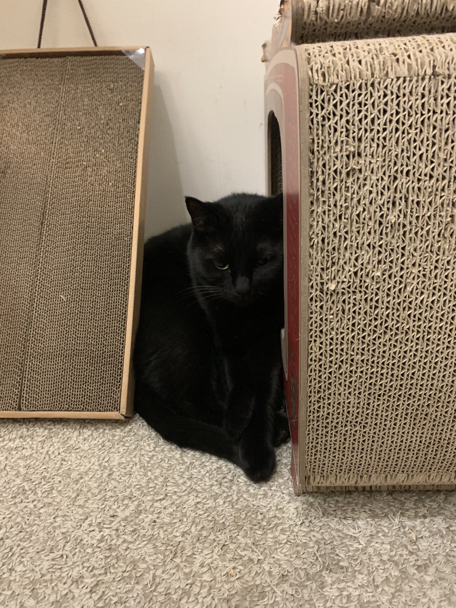 Snack なつめ 猫がお仕事の邪魔するから机から下ろしたらめちゃくちゃわかりやすいいじけ方をしています笑久しぶりにもう良いよってぐらい遊ぶ事にします 確実に1時間確定 Natsumearea 黒猫 拗ねた 隙間 猫じゃらし かまちょ 元野良猫 兄弟猫