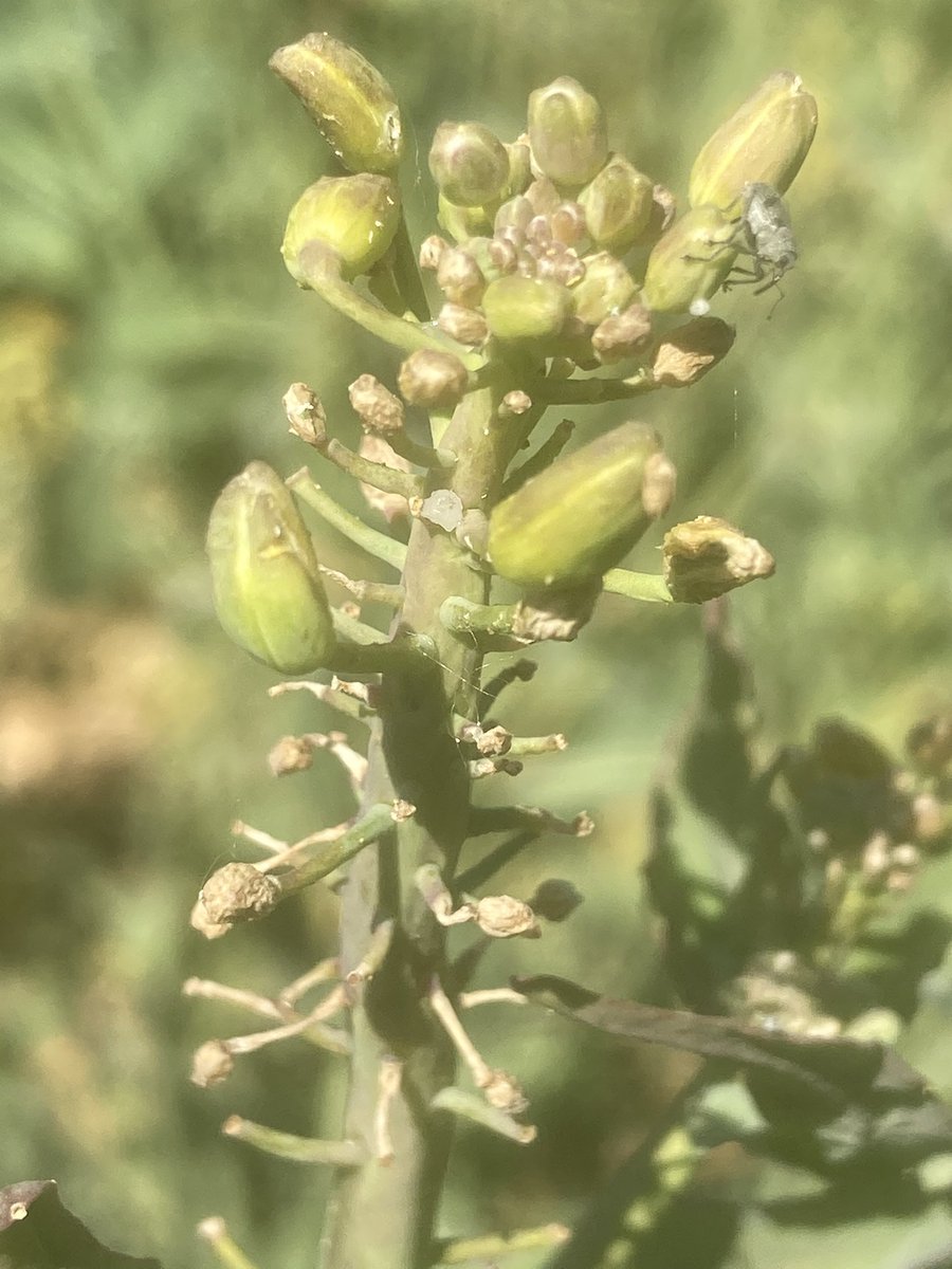 Emmanuel BONNIN tweet media