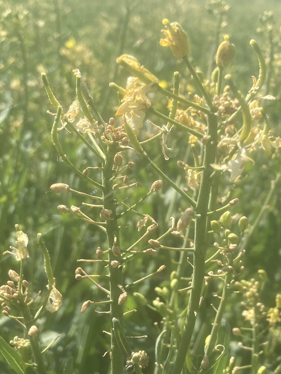 Emmanuel BONNIN tweet media