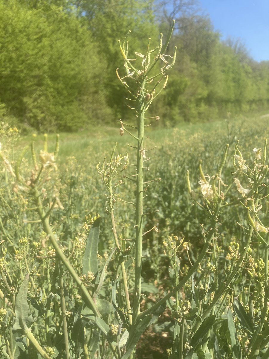 Emmanuel BONNIN tweet media