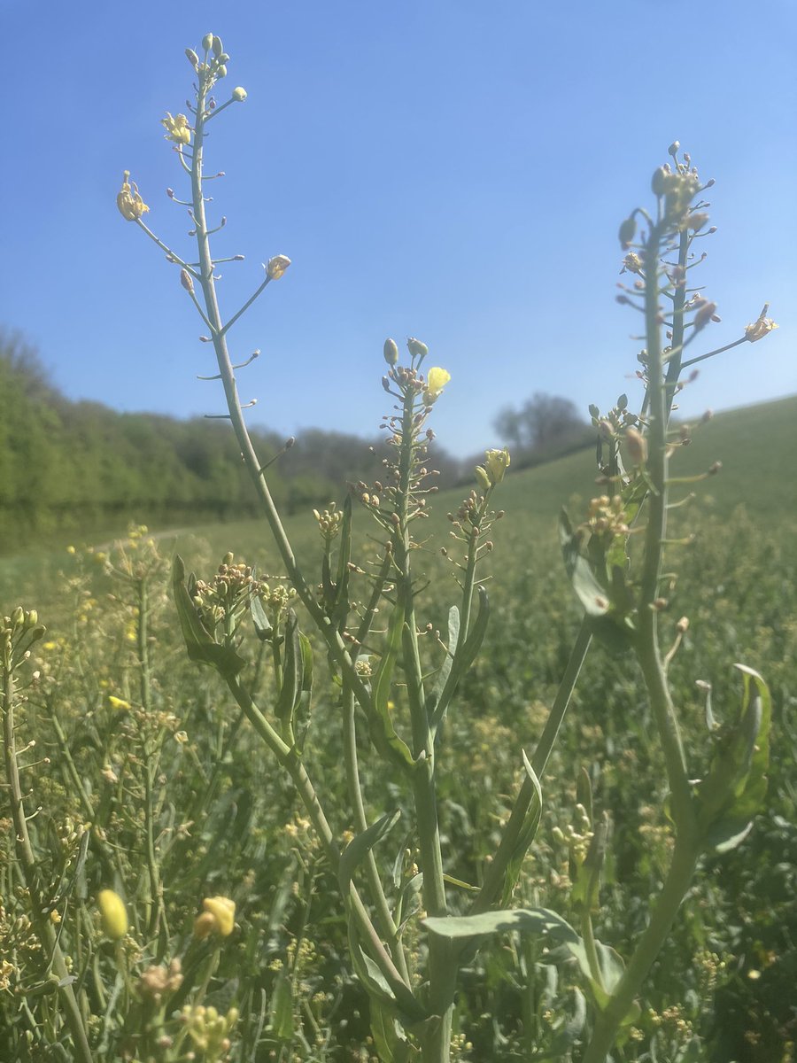 Emmanuel BONNIN tweet media