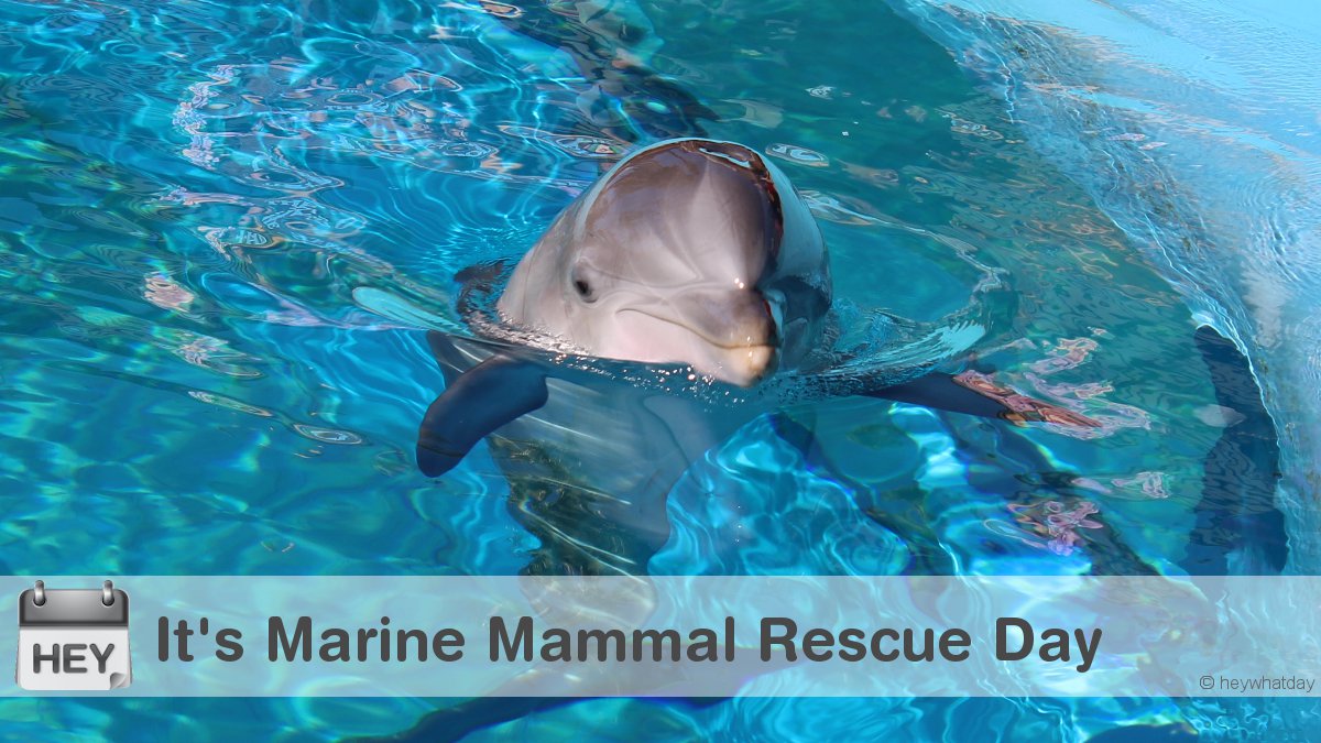 Marine Mammal Rescue