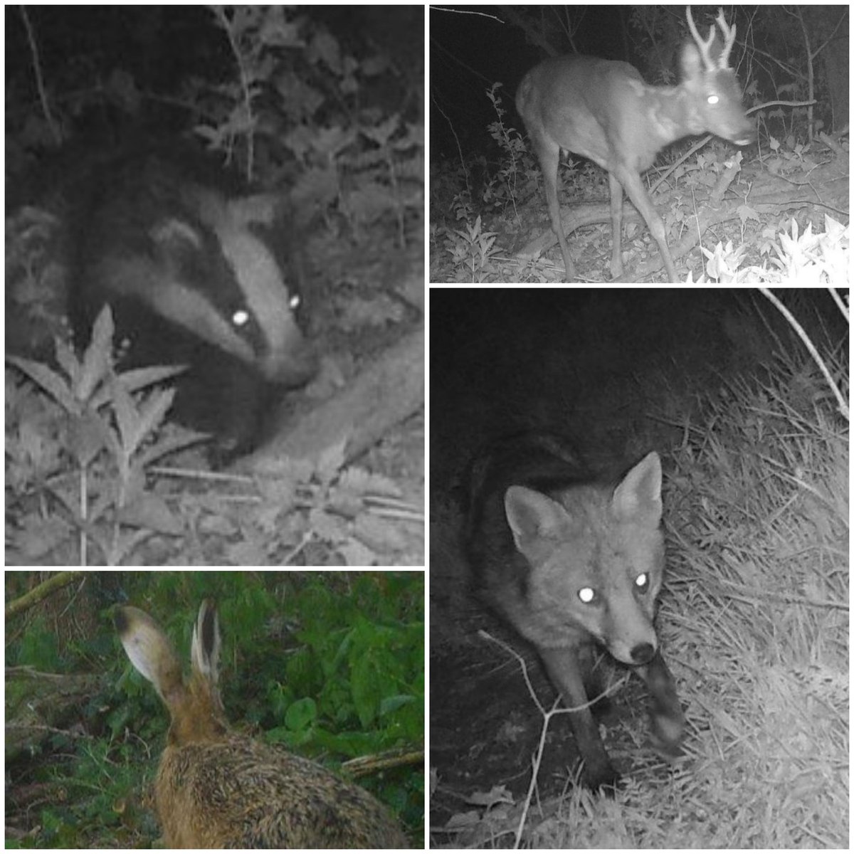 Day 8 of #fieldcourse A bit of 🌧 didn't stop any surveys! Few pics of camera trapping showing #wildlife @NTU_ARES @BScWildCon