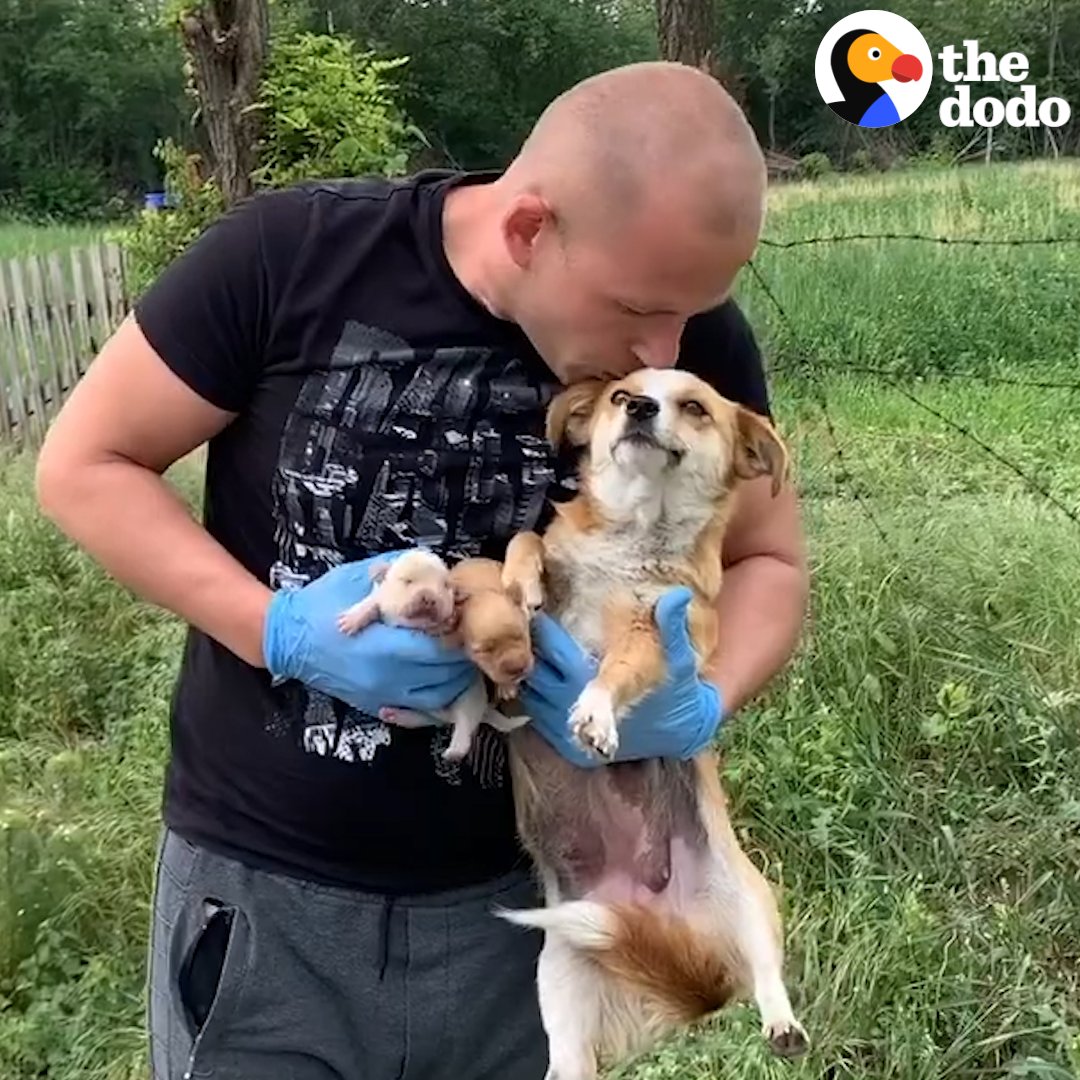 The Dodo on Twitter: "Guy pulls over to rescue a dog who was abandoned on the side of the road — and keeps on finding more puppies! https://t.co/n9TZa5tft4" / Twitter