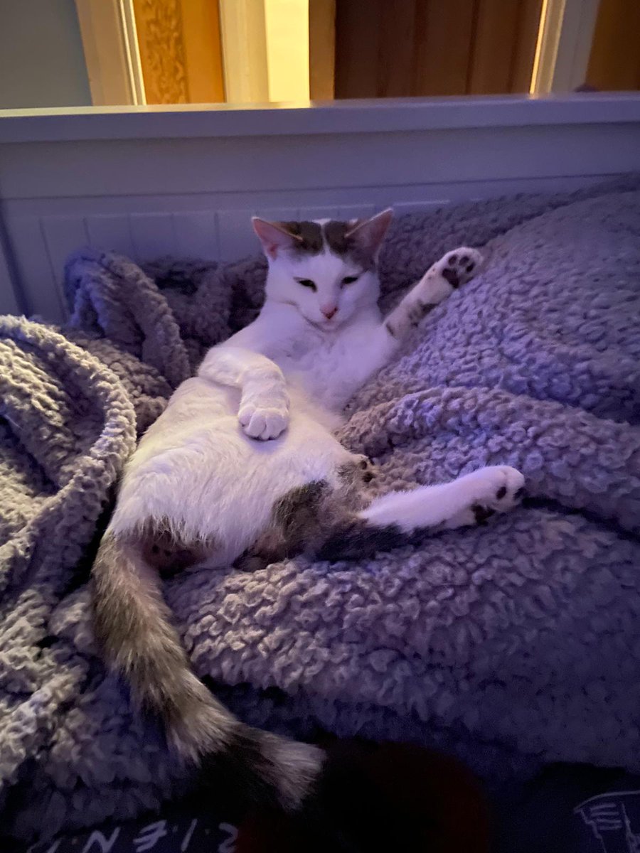 cat_dottie's tweet photo. Thank you to all my new followers.  You've all made me feel very welcome https://t.co/ANW6x8OTyw