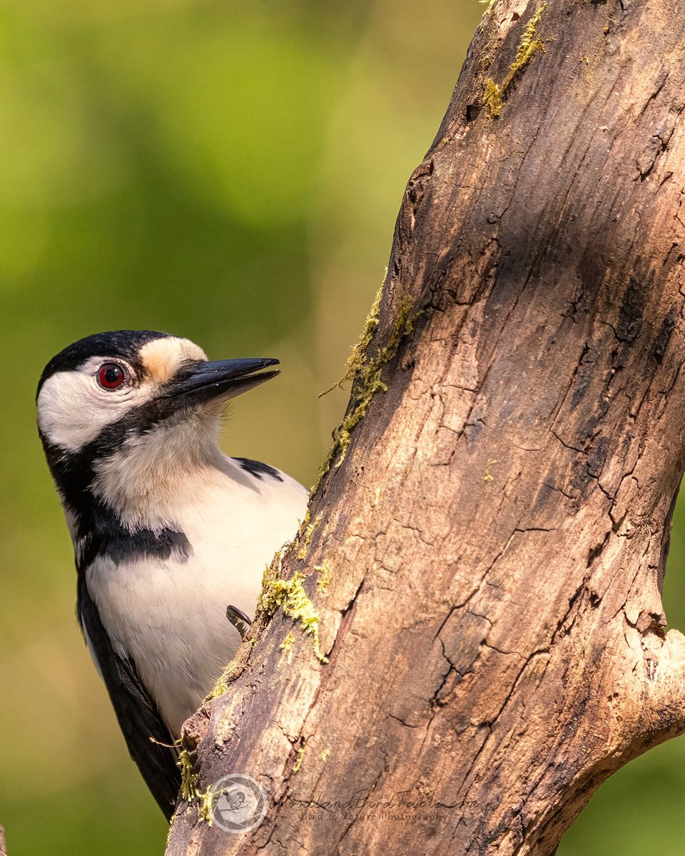 Peek-a-boo female #GreatSpottedWoodpecker #BBCWildlifePOTD #Nature #BirdPhotography #Birds #WildlifePhotography @NatureUK @WildlifeMag @iNatureUK @Wildlife_UK @BirdWatchingMag @Britnatureguide @BBCCountryfile woodlandbirdtable.com instagram/woodland_bird_table