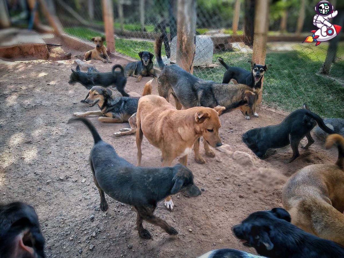 RotoMoon's tweet image. RotoMoon community makes its first international donation. 220kg of food and cleaning supplies to Leia, an animal shelter who has saved more than 200 dogs and 100 cats in São Paulo, Brazil. In a few days you will have the video! #Rotomoon #brazil #Donation #animals