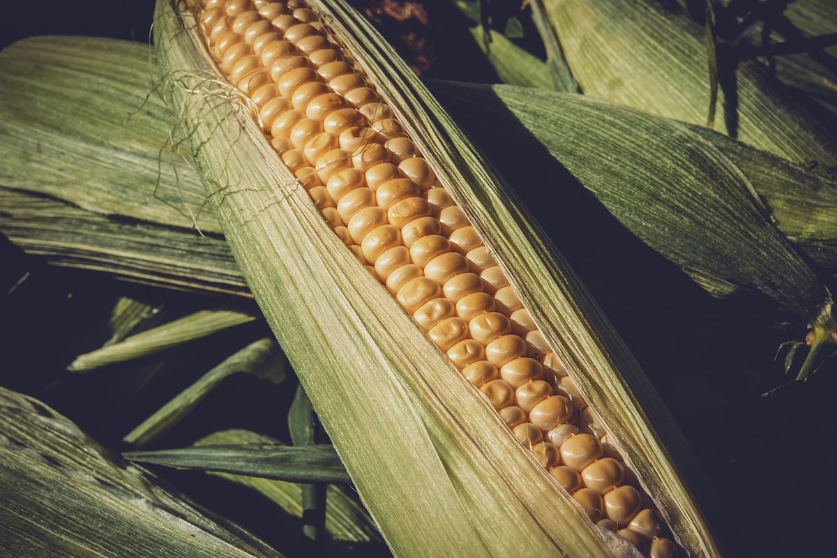IntlFood's tweet image. Daily Dash from IFPC
Chicago corn futures rose for a seventh consecutive session on Tuesday, with the market touching a nearly eight-year high.
For the complete story, visit ow.ly/Lpl550E0cQk
#IFPC #ingredientnews #DailyMarketReport