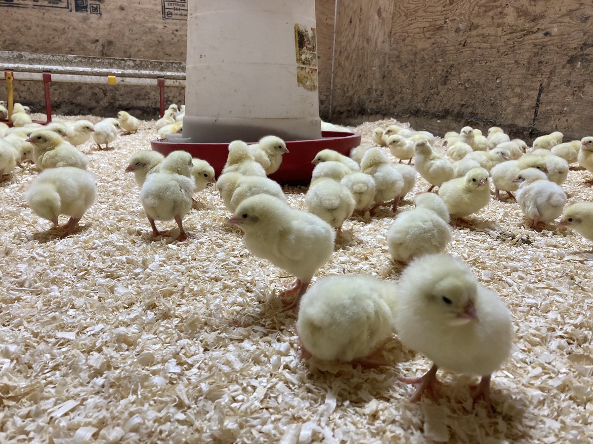 150 new chicks at the @AltarioSchool barn came this morning!
