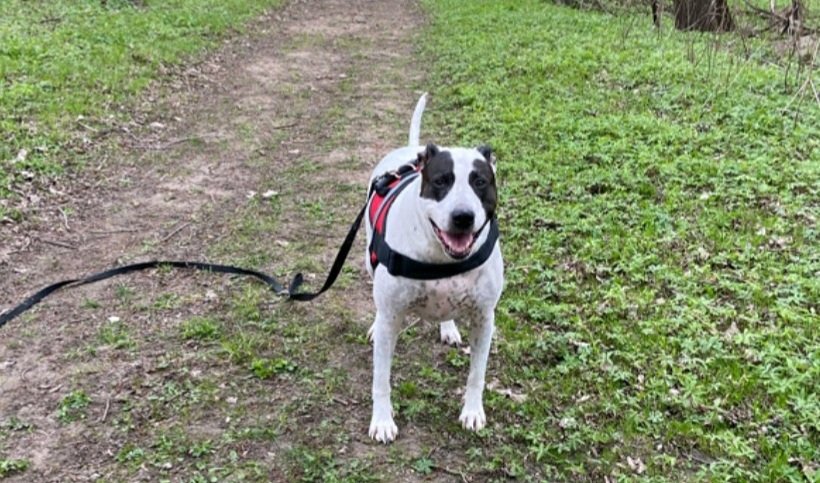 It's canine fitness month! Grab your fur friend, open the ResQWalk app and get moving! I'm walking for <a href="/Last_Hope_Inc/">Last Hope Inc</a> #dogsoftwitter #fitness #naturelover #resqwalk