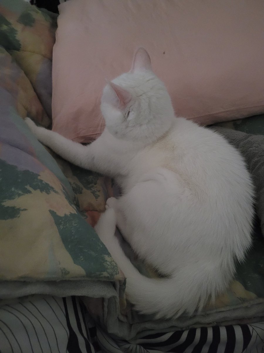 postichon's tweet image. Le rituel de la sieste en famille 🥰