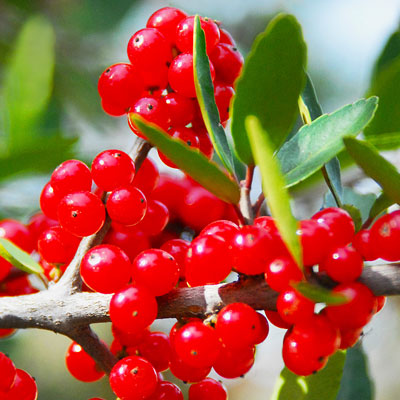 Hollies can add a great affect to your landscape; but are often not well adapted to our Metroplex soils. This can lead to yellowing. Some nutrients are only readily available to the plant during this time of the year, so Spring is the time to act. Call (972) 481-9565 today.