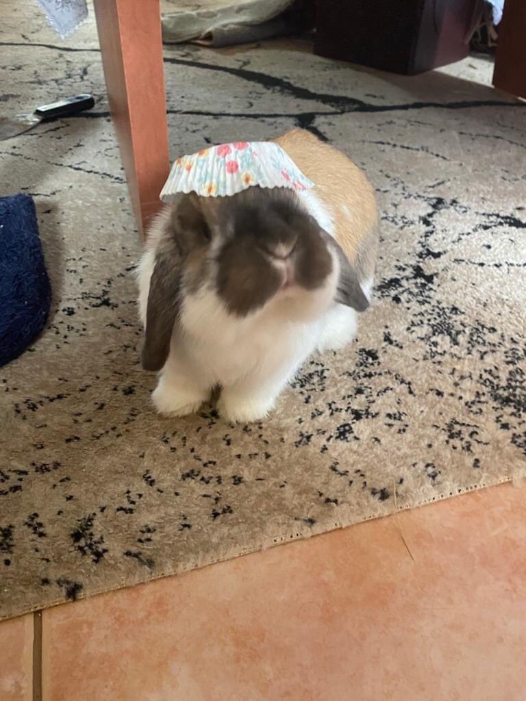 בכל פעם שאתם לוקחים משהו יותר מדי ברצינות אל תשכחו שהכל סתמי, אין משמעות לכלום ותנסו לדמיין את כל מי שמפריע לכם הולך עם מנג׳ט על הראש